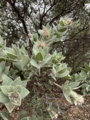 Arctostaphylos auriculata