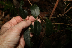 Loeseneriella barbata