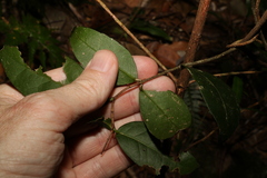 Loeseneriella barbata