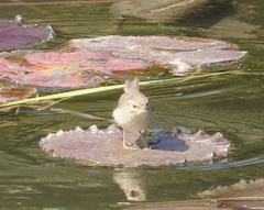 Phylloscopus