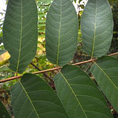 Ailanthus altissima