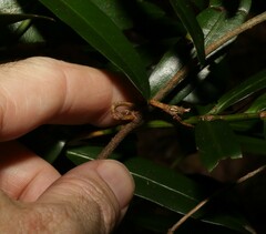 Loeseneriella barbata