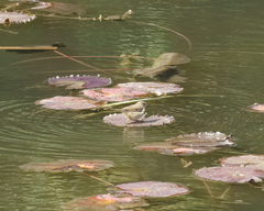 Phylloscopus