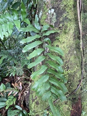 Pleopeltis polypodioides