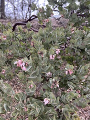Arctostaphylos auriculata