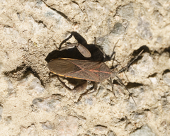 Coreoidea