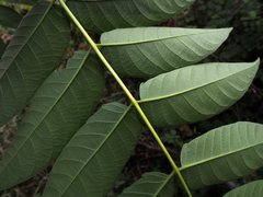 Ailanthus altissima