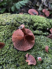 Tubaria rufofulva