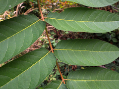 Ailanthus altissima