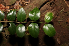 Psydrax lamprophylla