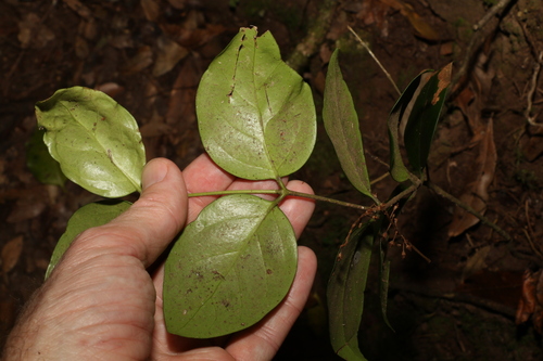 Image of Psydrax lamprophyllus by (c) Greg Tasney, some rights reserved (CC BY-SA)