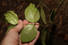 Psydrax lamprophylla