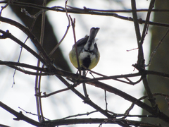 Parus major