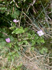 Epilobium billardiereanum