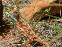 Agama aculeata aculeata