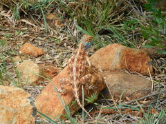 Agama aculeata aculeata