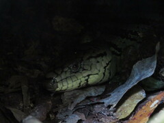 Cyclodomorphus gerrardii