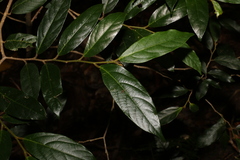 Alangium polyosmoides