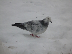 Columba livia