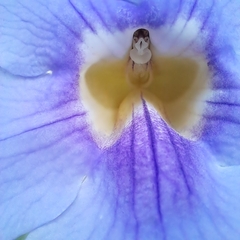 Thunbergia grandiflora