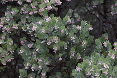 Arctostaphylos auriculata