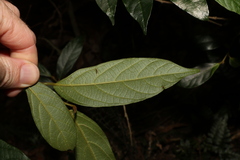 Alangium polyosmoides