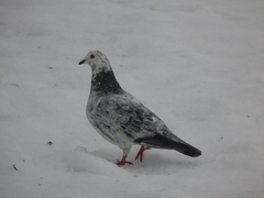 Columba livia