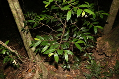 Alangium polyosmoides