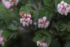 Arctostaphylos auriculata