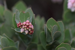Arctostaphylos auriculata