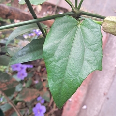 Thunbergia grandiflora