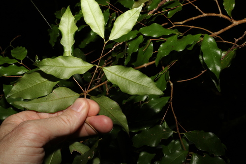 Image of Syzygium francisii by (c) Greg Tasney, some rights reserved (CC BY-SA)