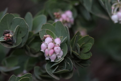 Arctostaphylos auriculata
