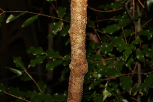 Image of Syzygium francisii by (c) Greg Tasney, some rights reserved (CC BY-SA)