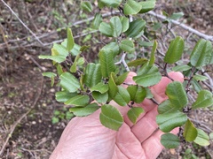 Rhamnus ilicifolia
