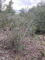Rhamnus ilicifolia
