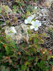 Geranium potentilloides