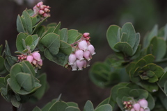Arctostaphylos auriculata