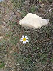 Anthemis arvensis