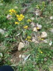 Sisymbrium orientale