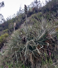 Puya glomerifera