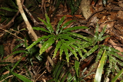 Pteris umbrosa