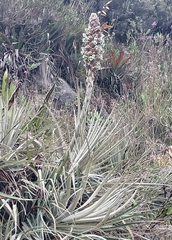 Puya glomerifera