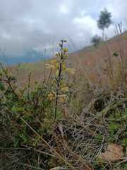 Salvia ochrantha