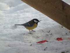 Parus major