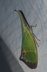 Odontoptera