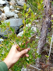 Metrosideros umbellata