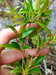 Metrosideros umbellata
