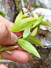 Metrosideros umbellata