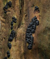 Rosellinia